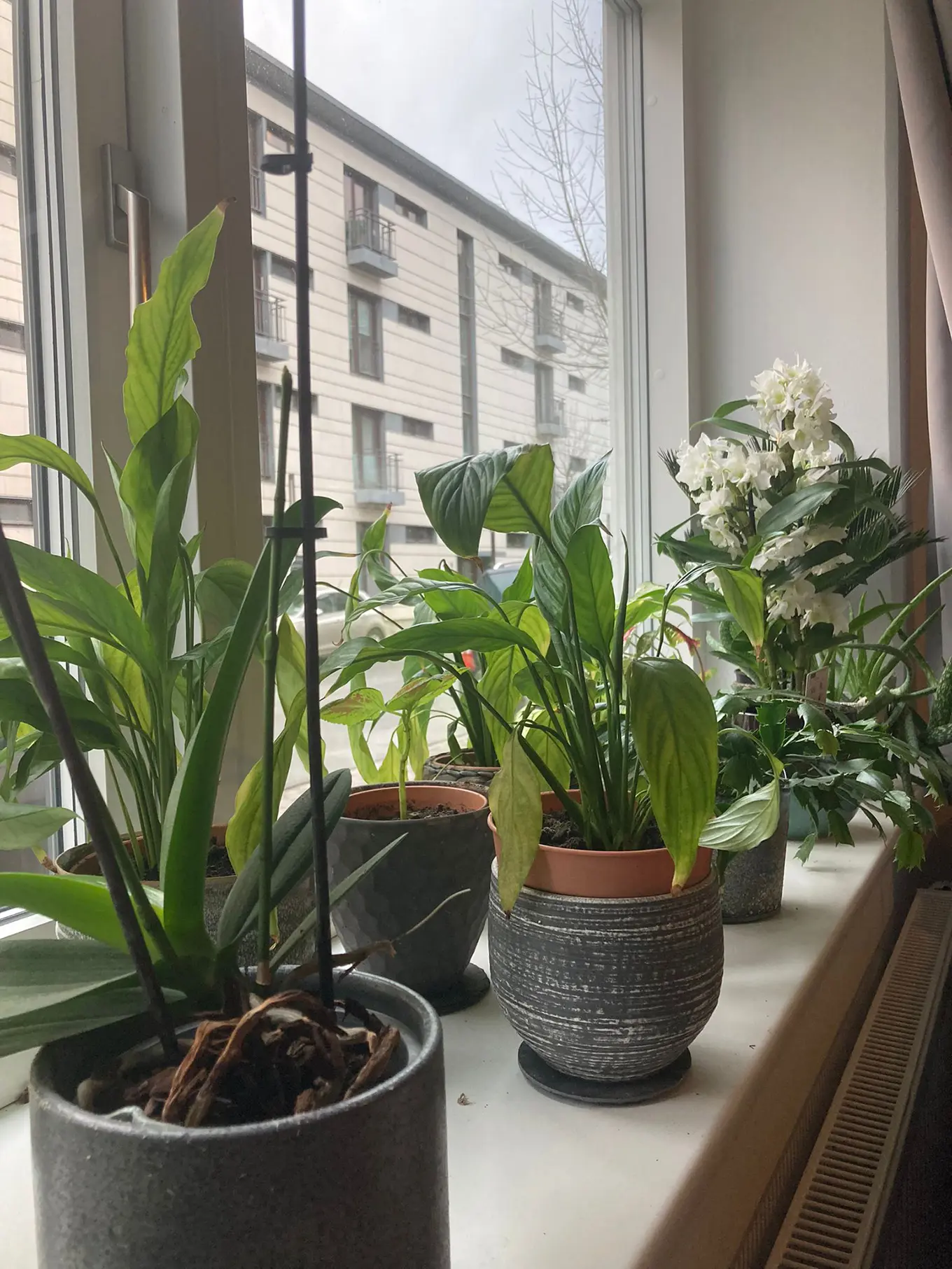 The many plants in Jonas' windowsill