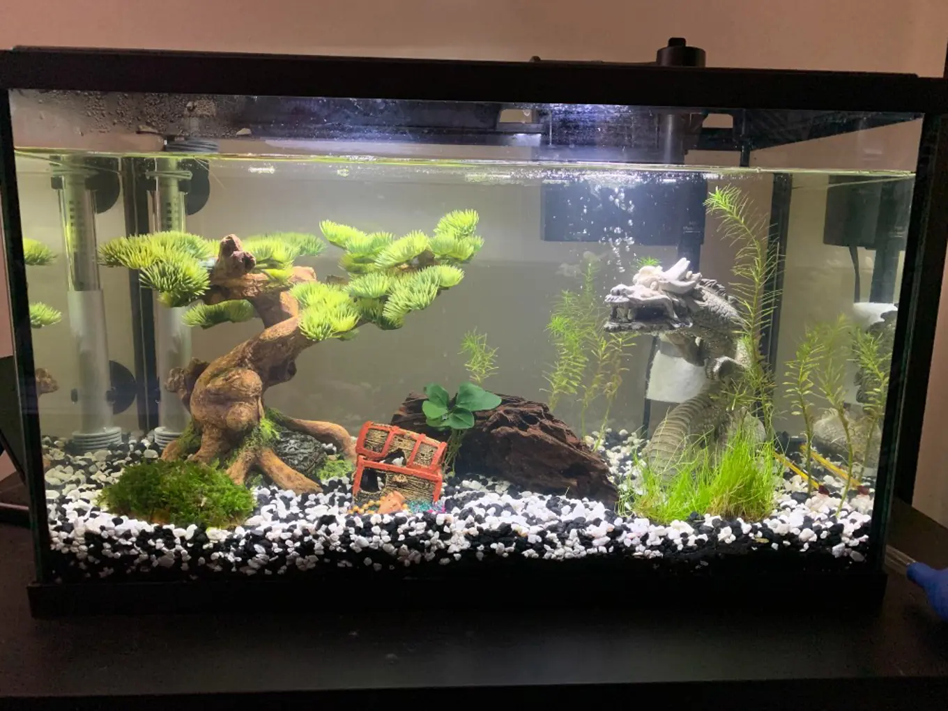 Shrimp tank