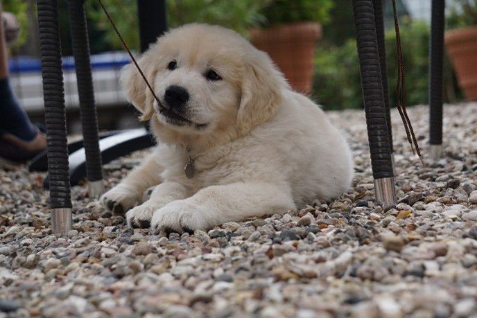 Joeythedoggo 688X459