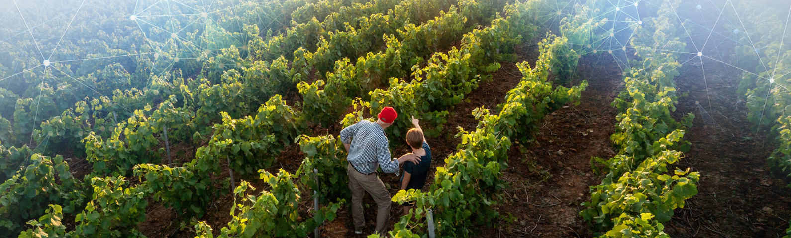 Man and woman walking along a vineyard path among green grapevines with sunlight filtering through.