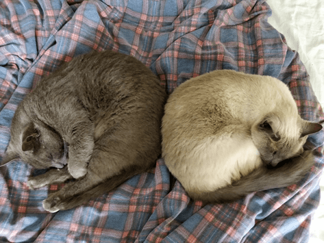 Nikolais two cats sleeping