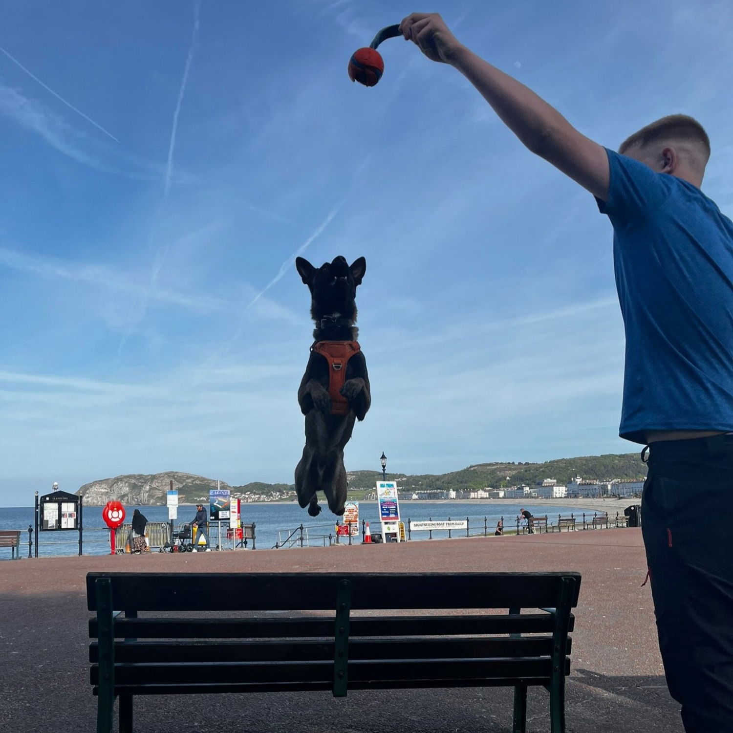 Jay jumping from bench