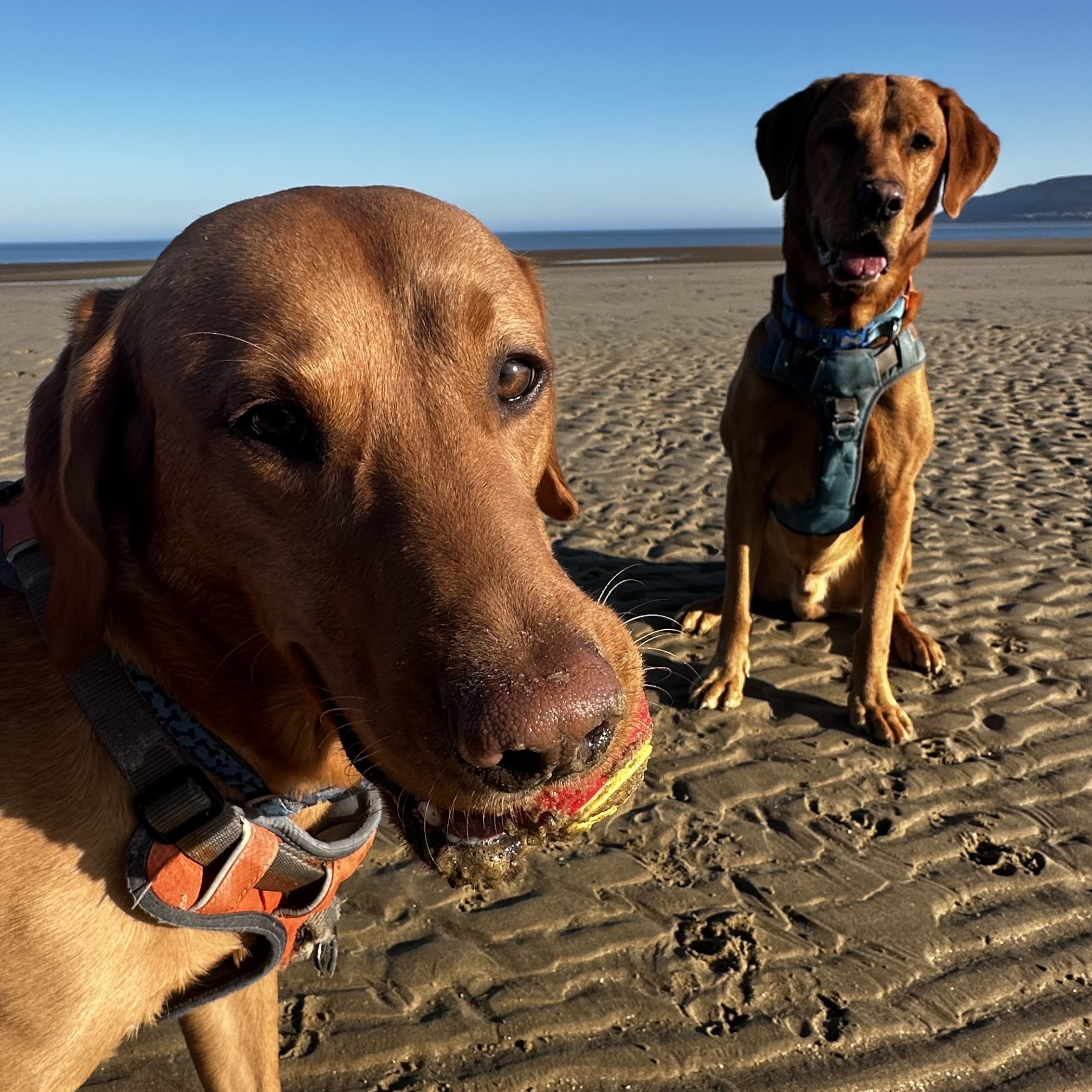 Jenny's two fox red labradors, on the beach at Conwy, North Wales