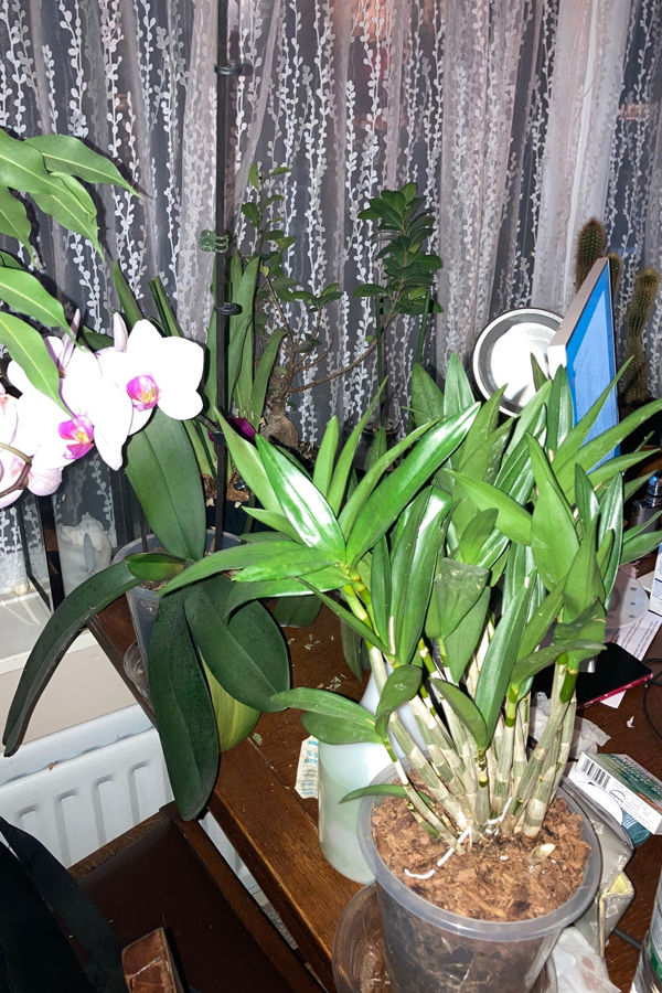 December Uprofile Orchids