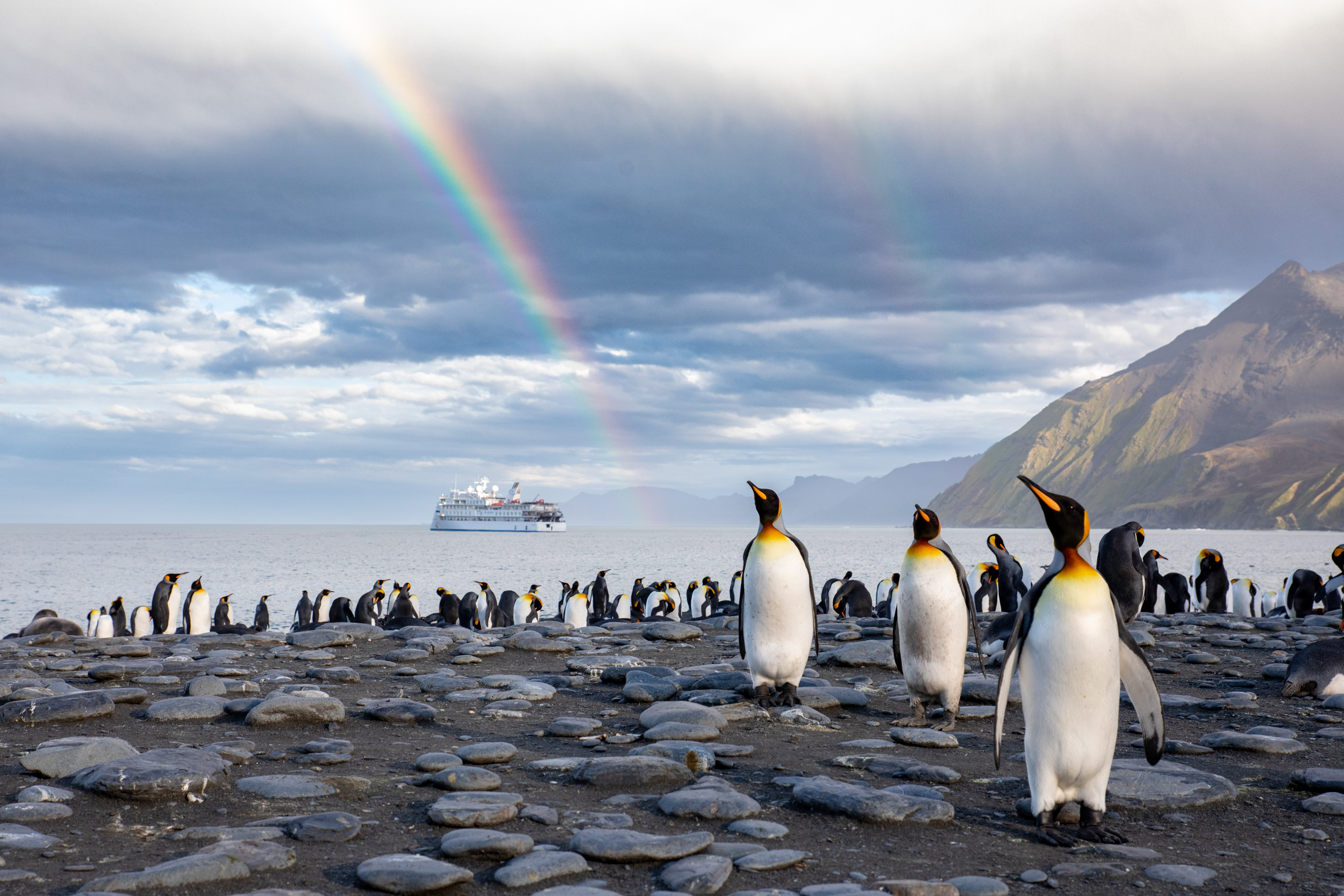 A large colony of King Penguins on a rocky shore in South Georgia, featuring a vibrant rainbow and a white cruise ship anchored in the distance.