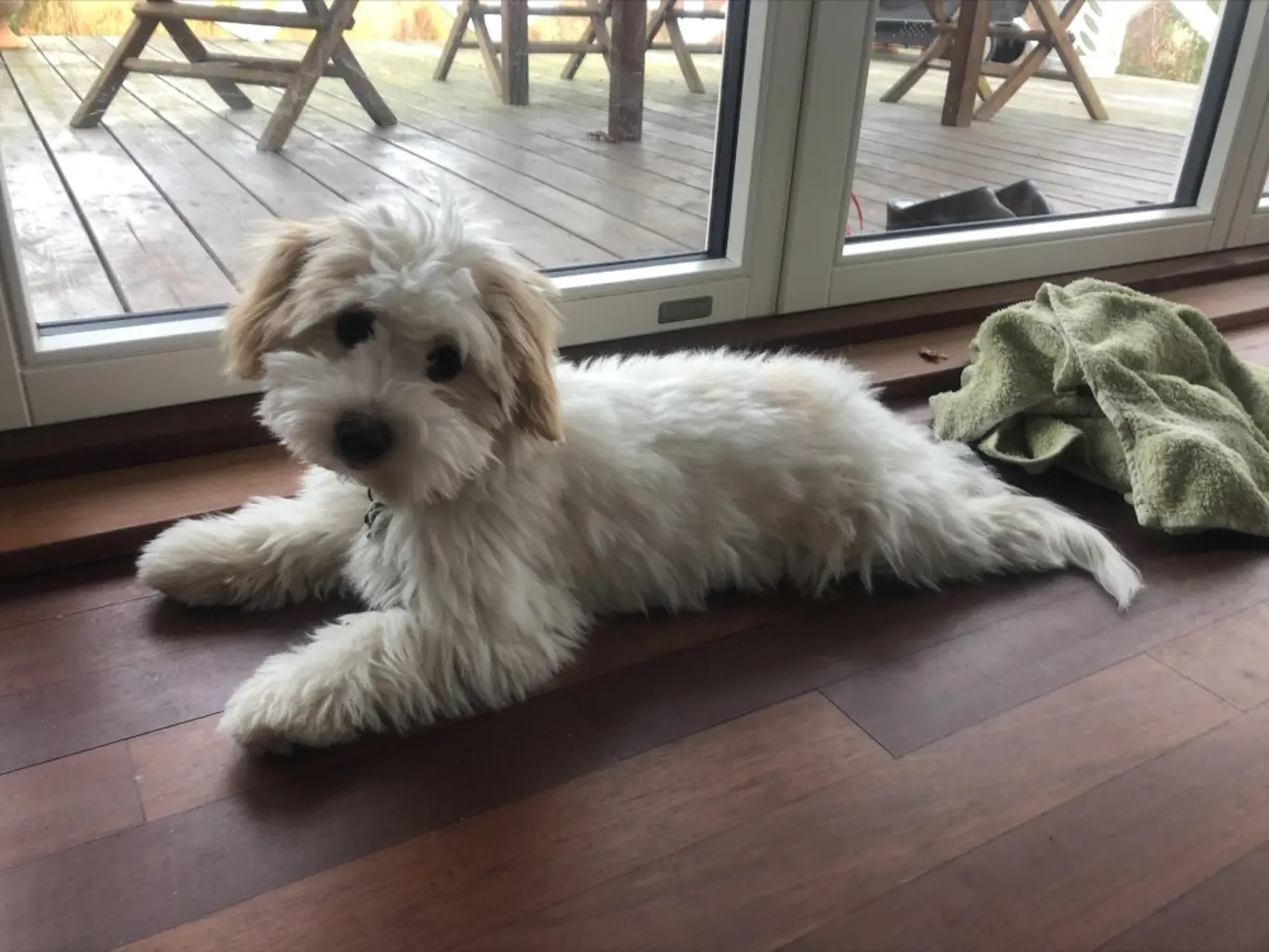 The family dog Maggie lying on the floor in front of the screen doors