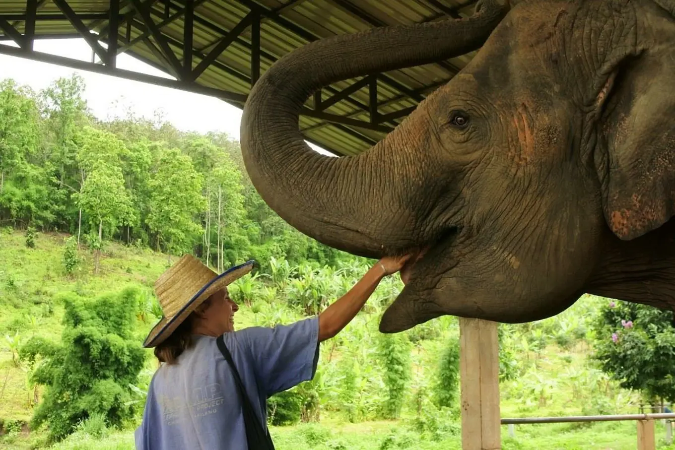 Patricia feeding an elephant at Chiang Mai