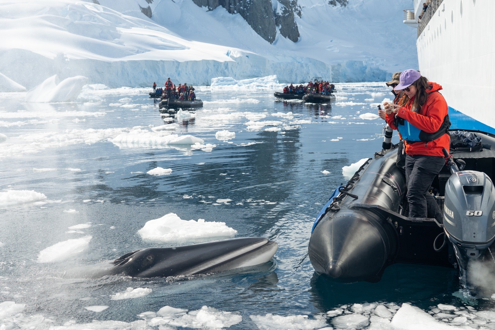 A Minke whale surfacing in icy Antarctic waters alongside an inflatable boat filled with tourists taking photos, with snowy mountains in the background.