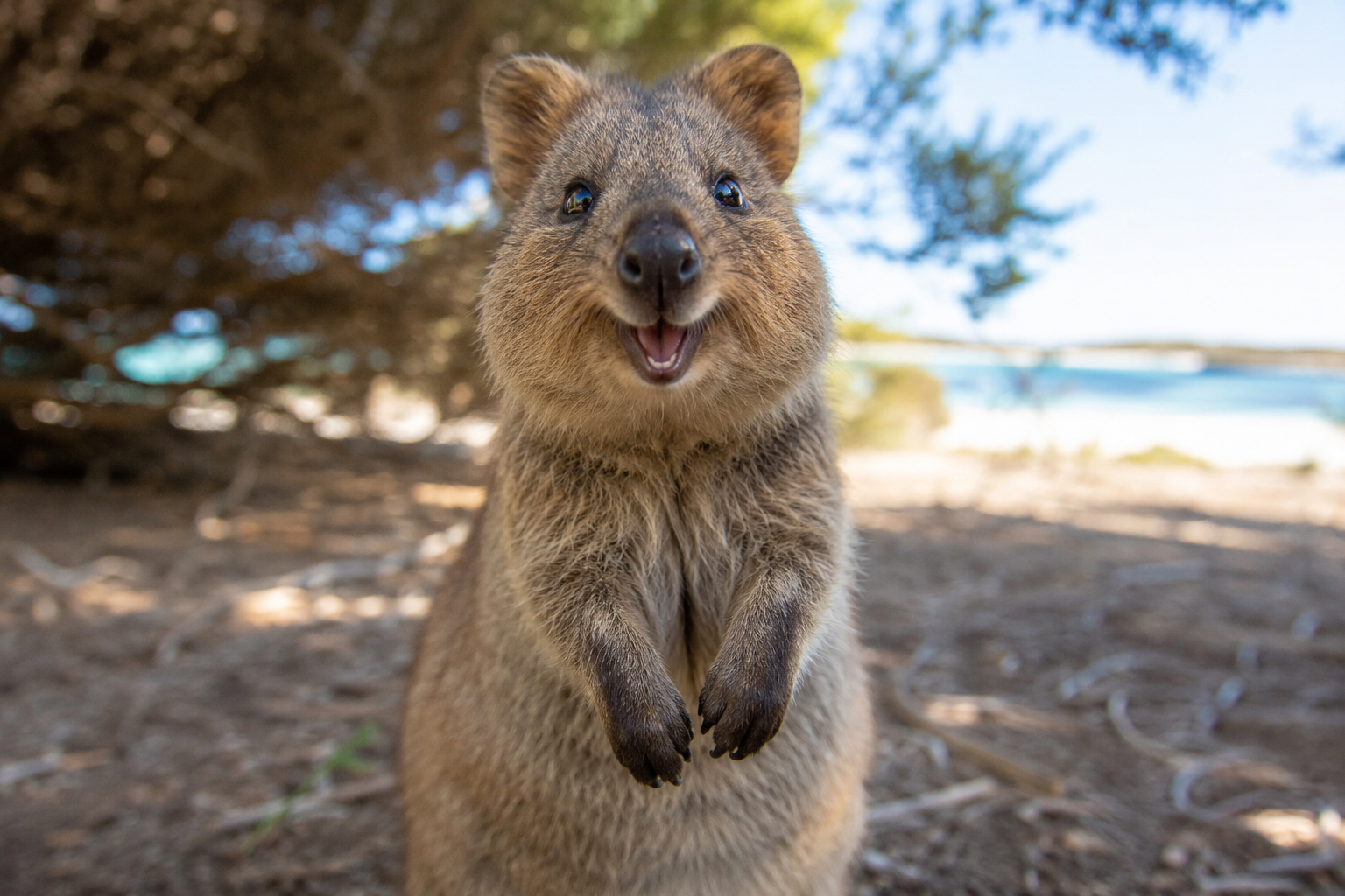 A quokka