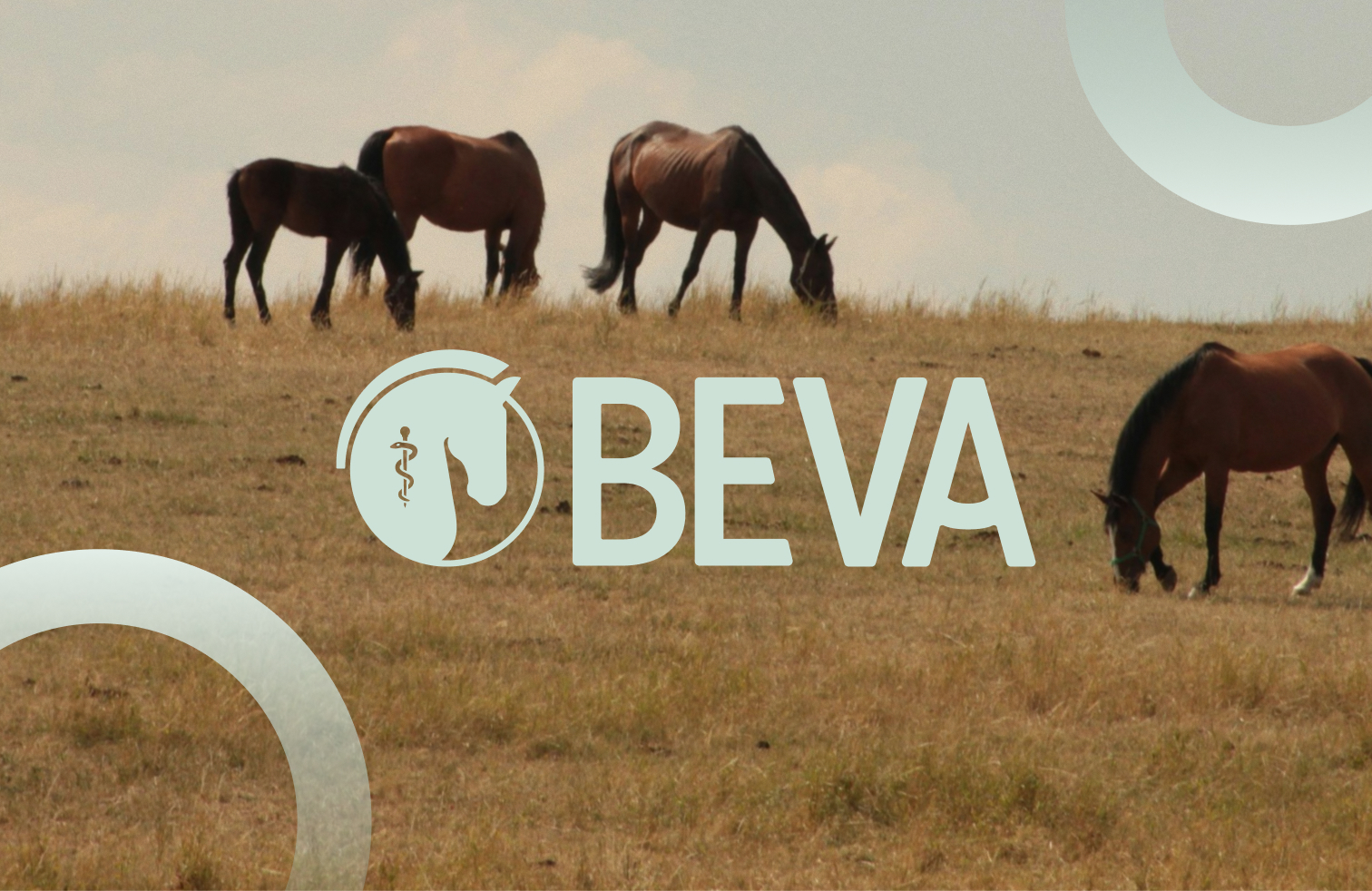 Horses grazing on a grassy field with “BEVA” text overlay and medical caduceus logo in white and teal.