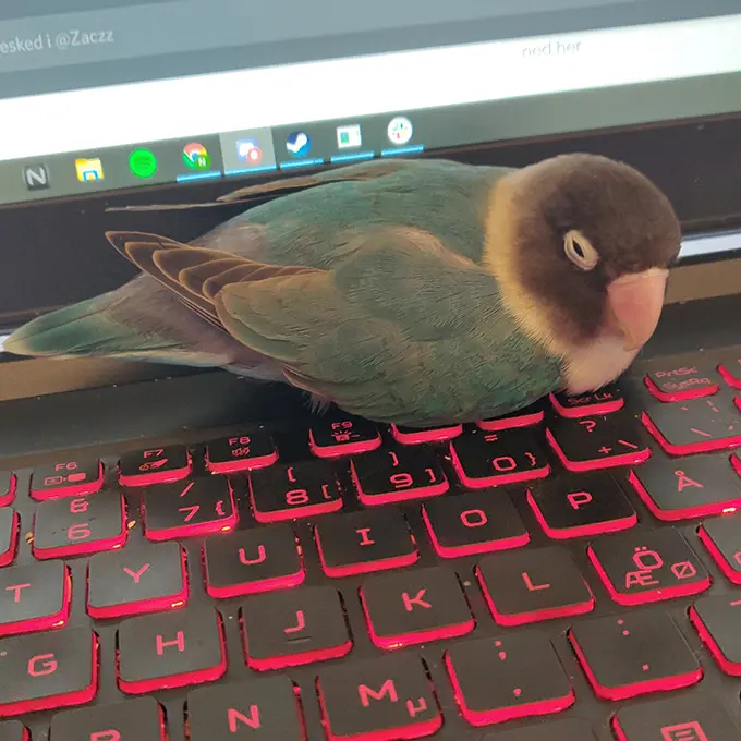 The cute bird sitting on Nicoles keyboard