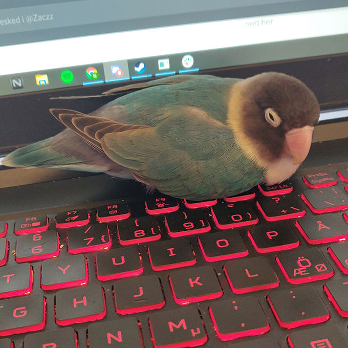 Nicola Cute Bird On Keyboard 680X680