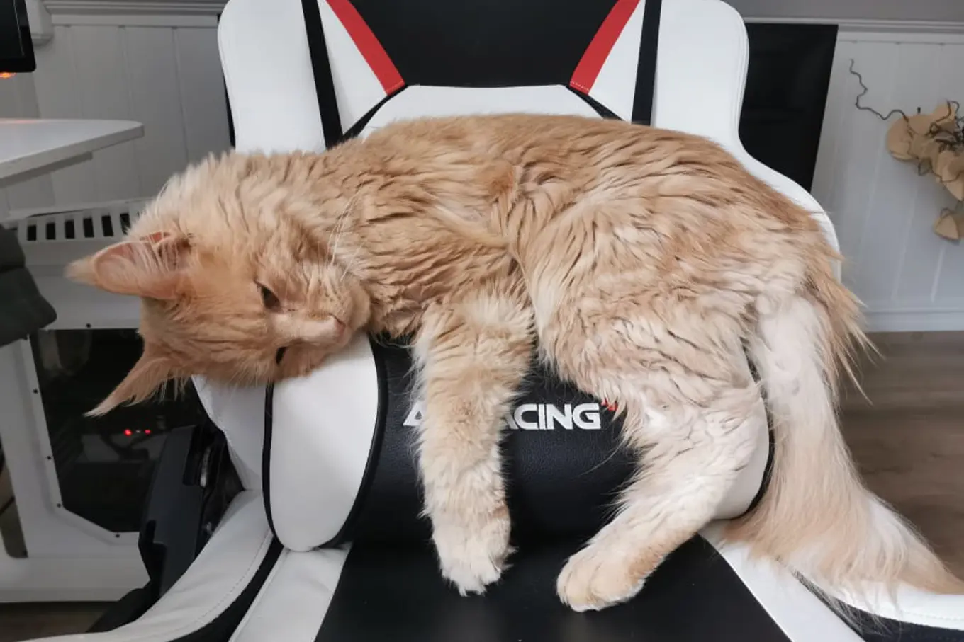 Cat lying on a chair