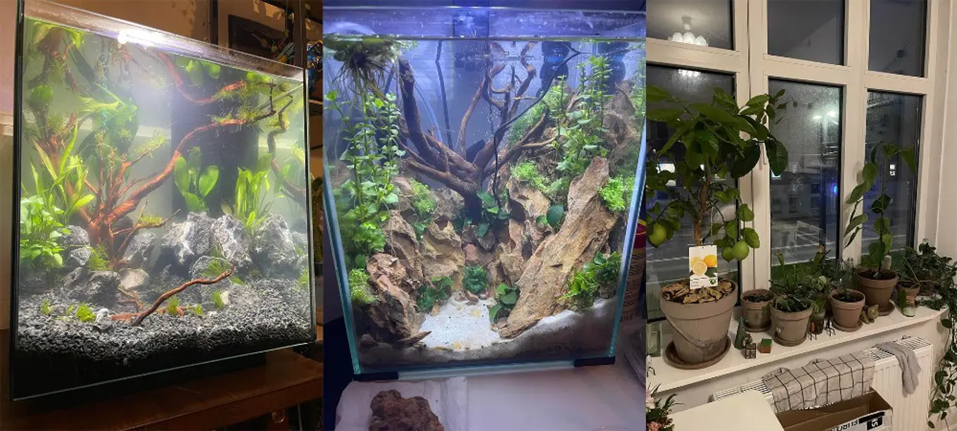 Two fish tanks next to houseplants in an apartment