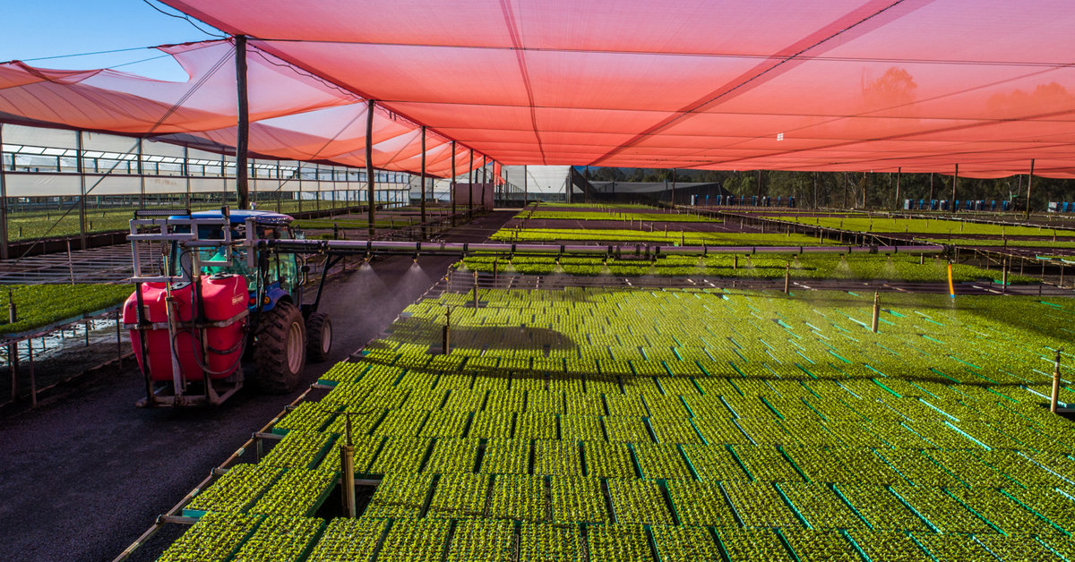 Withcott Seedlings Grows a Modern Website with Umbraco