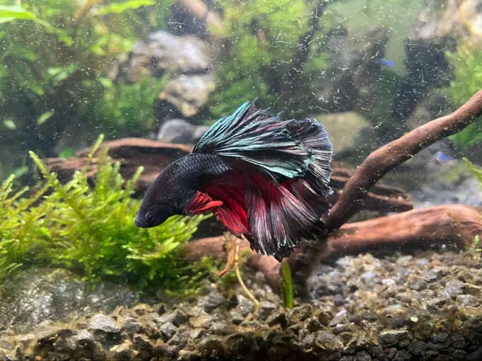 A black, red, and blue betta fish in a tank