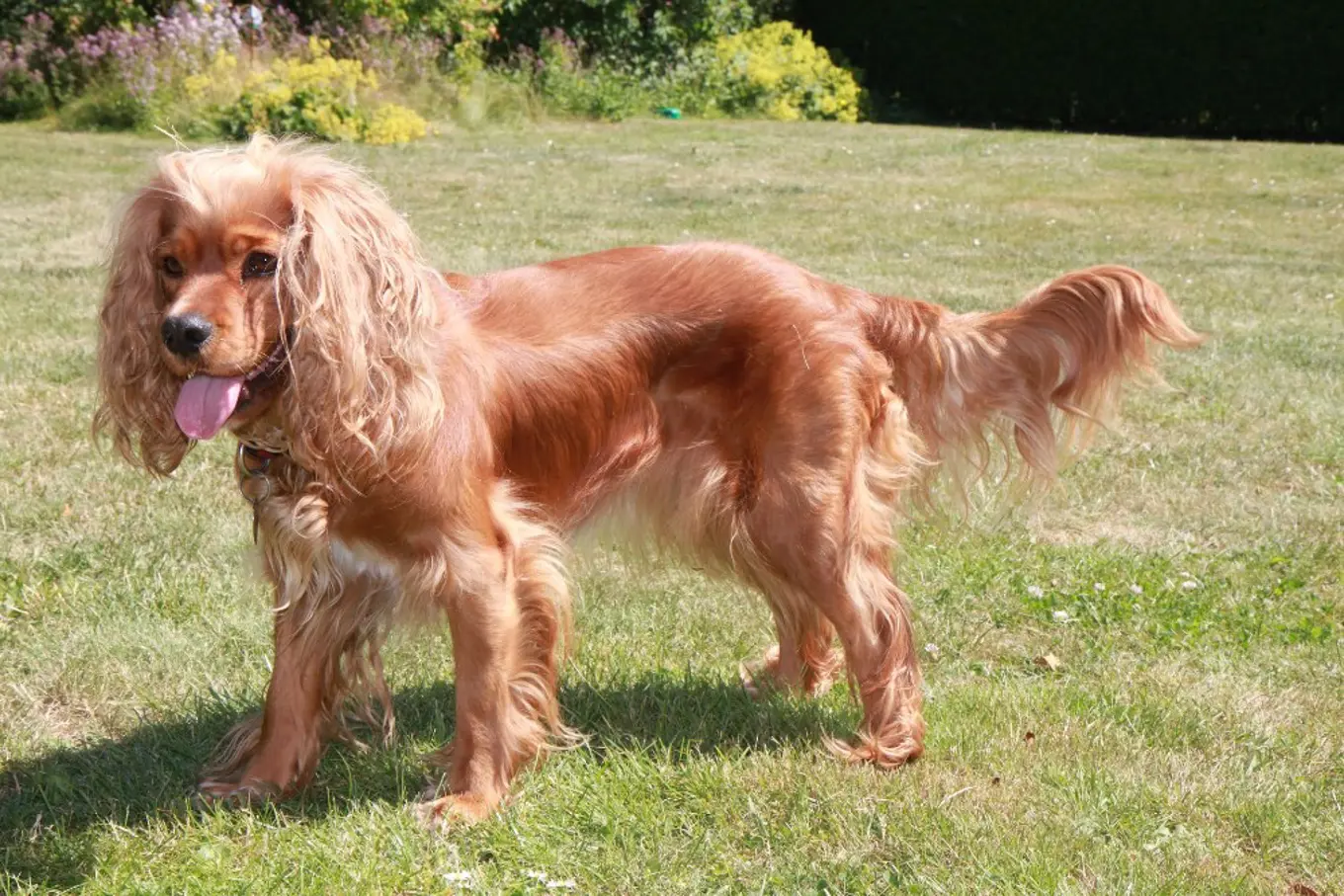 Molly, a Cocker Spaniel / Cavalier King Charles Spaniel mix