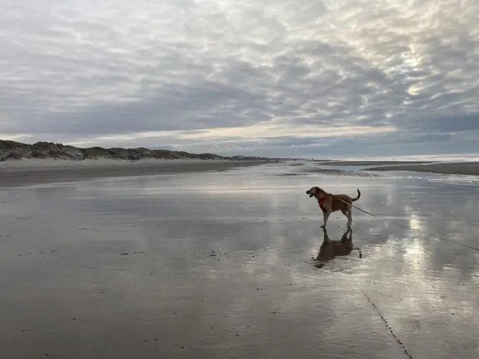 Julias dog at the ocean