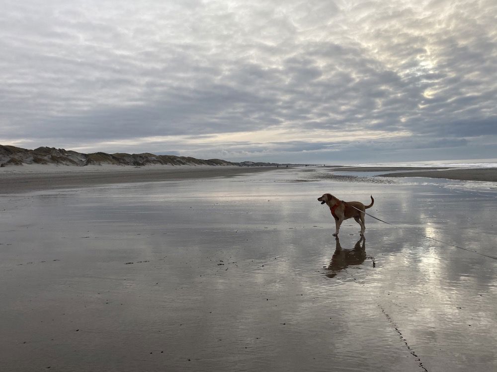 Julias dog at the ocean