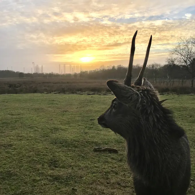 Deer in a field